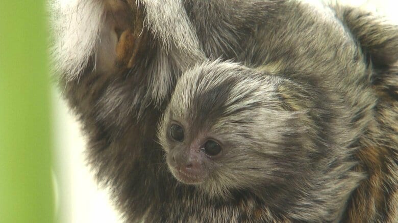 まぁるい顔と瞳が愛らしい