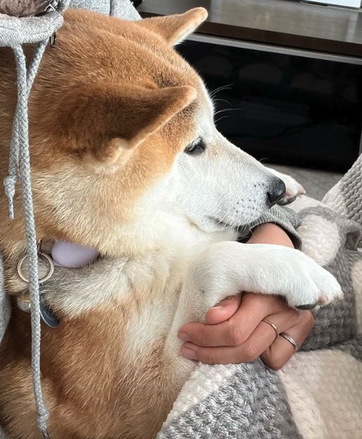 提供：柴犬 sasuke_紗助さん