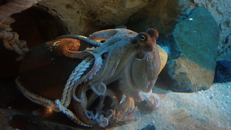 提供：九十九島水族館　海きらら