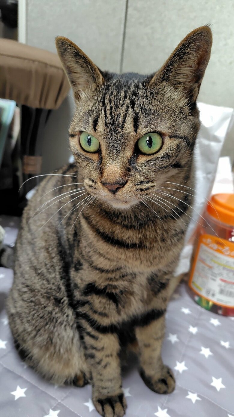 一緒に暮らしているトラ子ちゃん