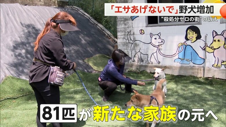 これまで81匹が新たな家族を見つけたという