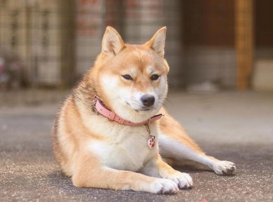 提供：shiba_mugi_さん