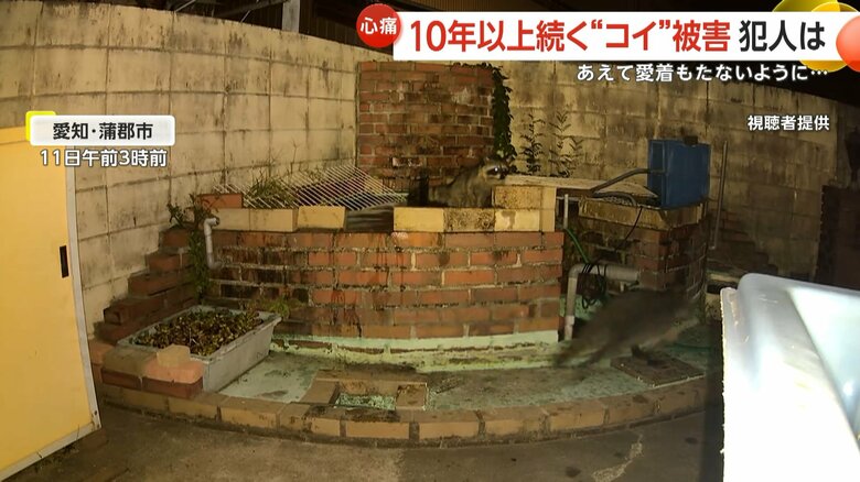 アライグマがコイを咥えて去っていく一部始終⑤