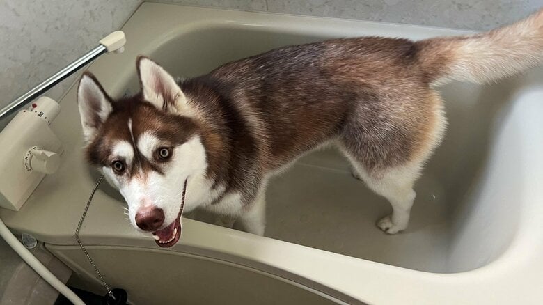 後日の投稿では空の浴槽に入っていた