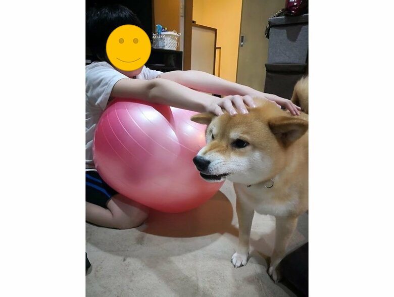 提供：柴犬スティーブch【コーギーと猫を添えて】さん