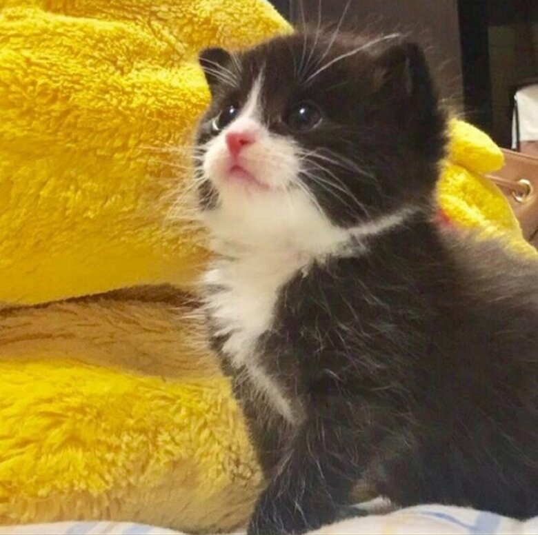 子どもの頃の凛くん