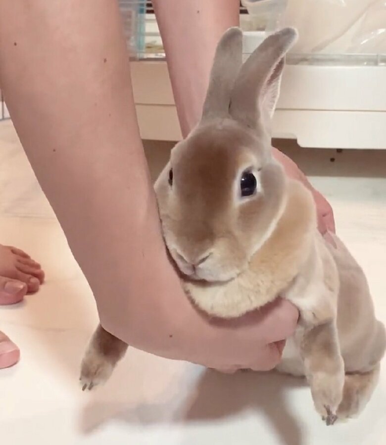 抱っこは嫌いだけど、これは大丈夫