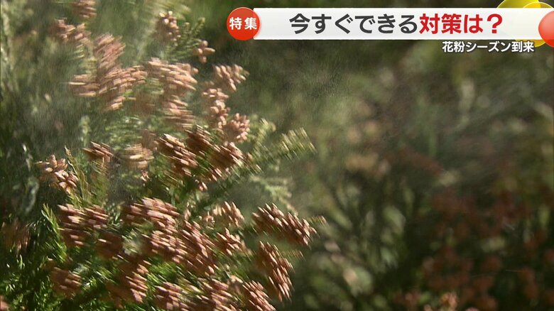 長崎県のスギ花粉のピークは3月上旬