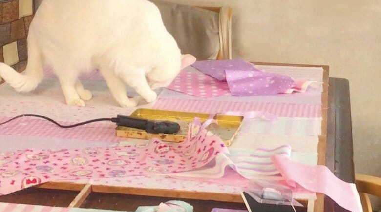 張り替え中に邪魔をしているちくわちゃん（提供：絵子猫さん）