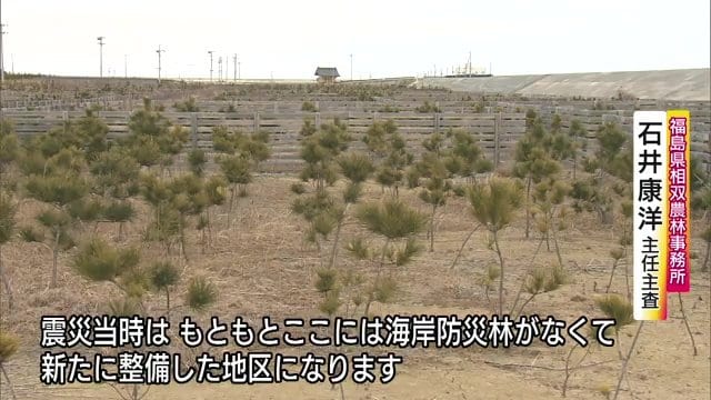 福島・浪江町の海岸防災林