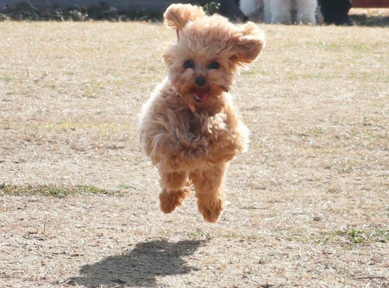 お外で飛ぶモカちゃん