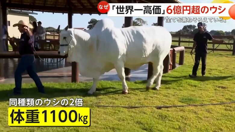体重は1100kgと同じ種類のウシの2倍あるウシ