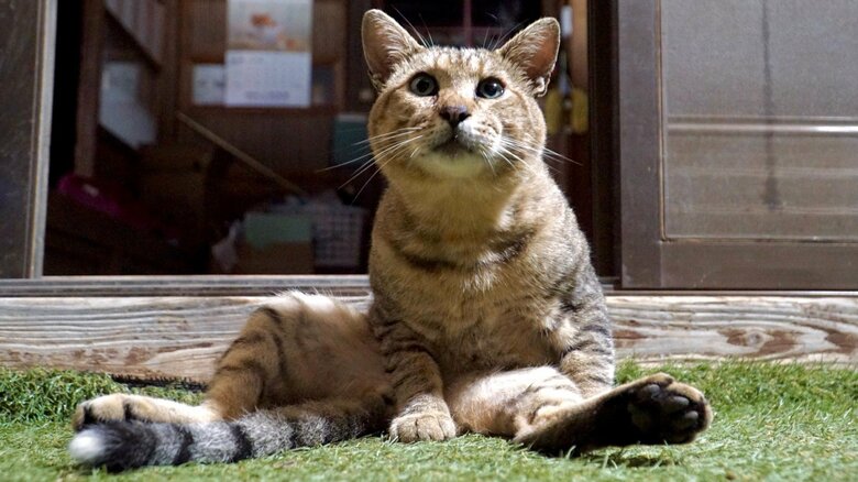 実は野良猫。家族も「ゴン蔵」という名前で呼んでいる