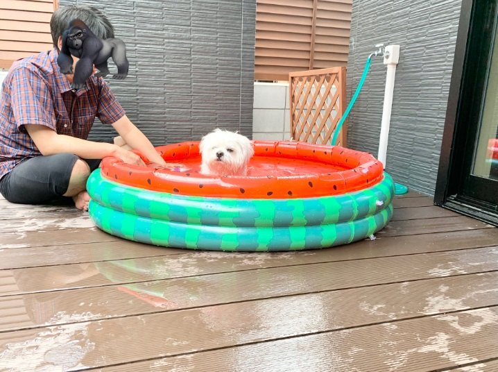 飼い主さんも「オーケー、もう出ましょう」と言ってしまう顔