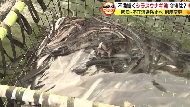 養殖ウナギ