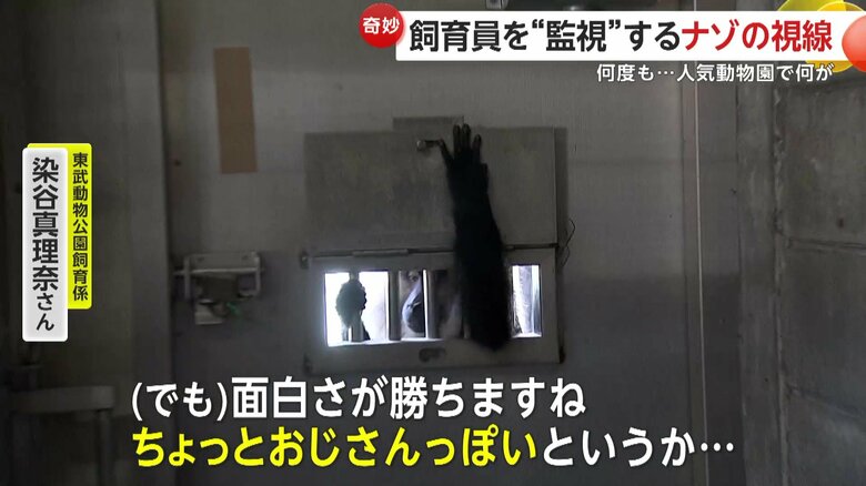 「面白さが勝ちますね。ちょっとおじさんっぽいというか…」と話す飼育員
