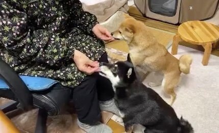 提供：豆柴あさのんさん