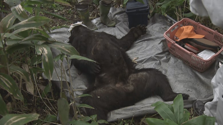 麻酔で眠らされたクマ