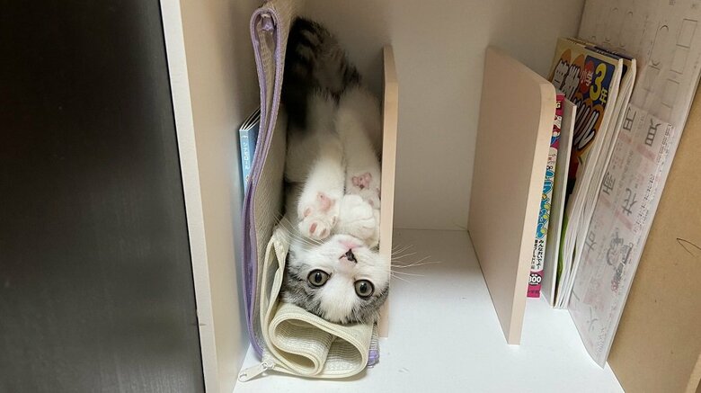 過去に反響のあったミーさんの姿の1つ　隙間に入るかわいい姿