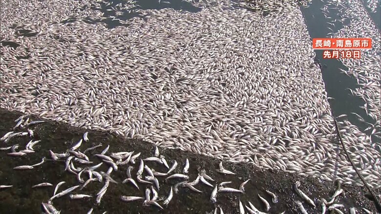 海面を覆いつくすイワシの死骸