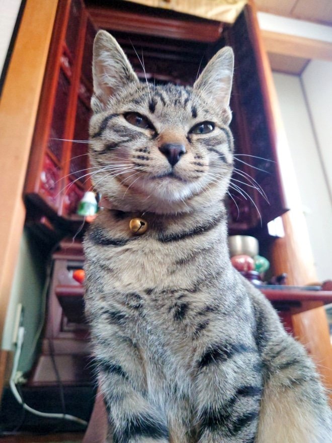 提供：アメチカンのもなさん