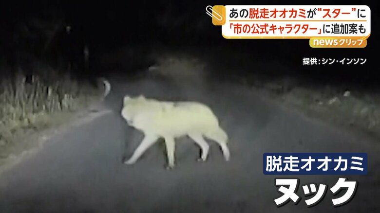9日間の逃走劇を繰り広げたオオカミの「ヌック」