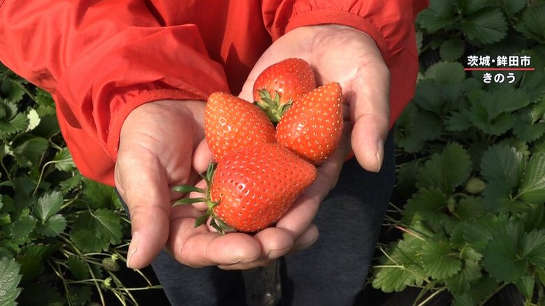 「香り・味・はり」の三拍子が揃ったイチゴ