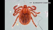 マダニによる「重症熱性血小板減少症候群」（SFTS）　関西在住の60代男性に陽性を確認　現在も入院中　長野市内の医療機関から届出　長野県内で初　県外で感染か
