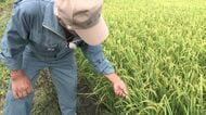 【概算金4割減が農家を直撃】2026年の新米は安くなる？「ゆめぴりか」農家が受け取る概算金が約4割減 “3万円→1万8500円” 農家は「死活問題」と危機感〈北海道〉