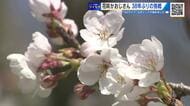 花咲かおじさんのサクラ「満開」に　広島市植物公園の挑戦「ホッとしました」来園者に満開の笑顔を咲かせる