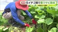 イチゴを育てていた畑で栽培するのは茎ワサビ　収穫の時期を迎える　「水温が上がり沢ワサビの栽培が困難」