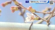 「ついに咲いた！」 広島市植物公園で38年ぶり“サクラ開花促成”見ごろへ　花咲かおじさん「ほっとした気持ちと悔しさ半々」