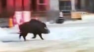 【動画はこちら】“250kgの巨大イノシシ”が中国の街を徘徊「逃げるしかない」スーパーにも侵入　インドでは世界遺産近くの駐車場に“野生のトラ”