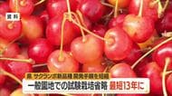 気候変動に強いサクランボより早く生産現場へ　新品種開発の手順短縮・一般園地での試験栽培省く　山形