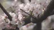 伐採される運命にあった8本の桜…一人の住民の歌により生き永らえ今年も花を咲かせる【福岡発】