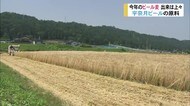 地ビールに使う大麦を収穫