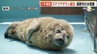 12年ぶり2年連続 「ゴマフアザラシ」誕生 名前の公募は検討中 マリンワールド 福岡市