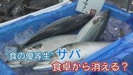 食卓からサバが消える!?記録的不漁でピンチもイワシ“爆漁”の異変…新たな「食卓の味方」となるか【福岡発】