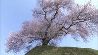 三春町・平堂壇の桜　のどかな景色のなかに佇む一本桜《ふくしま桜紀行2025》