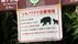 「夫がワーッて」70代男性がクマに襲われ肩や手首にケガ　奥多摩では…
