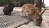 「うさぎ島」大久野島でウサギを蹴る暴行をした疑い　ウサギは死ぬ　…
