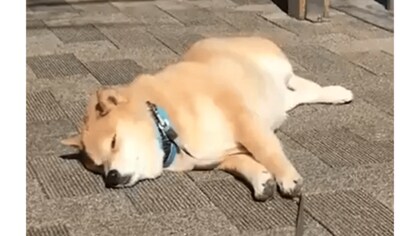 「帰りません!」断固拒否する柴犬の姿がかわいい…普段の散歩もこうなのか飼い主に聞いた