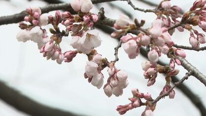 奥州市と一関市　サクラ開花を宣言　「石割桜（盛岡市）」は間もなく開花　岩手県