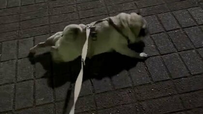 「駄々のコネ方が特殊」飼い主の実家に寄りたくて“ほふく前進”になるパグがほほ笑ましい！行きたがる理由を聞いた