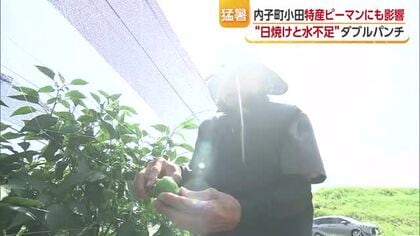 厳しい日差しでピーマン“日焼け”　内子の生産者は遮光ネット対策　雨降らなければさらに悪影響も【愛媛】