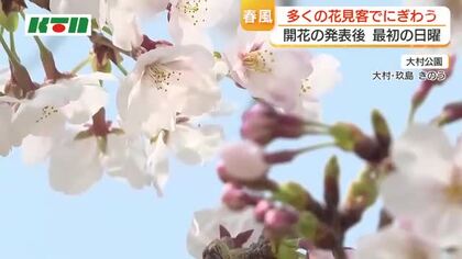  桜開花で名所は花見客でにぎわう…大村公園のソメイヨシノは3分咲きで満開は4月2日ごろか　その後オオムラザクラへ