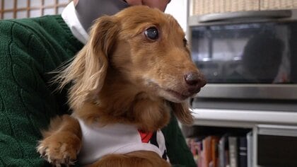 ガリガリで全身からは悪臭…“35℃以上の密閉倉庫”から保護され笑顔を取り戻したダックスフントの半年間【福井発】