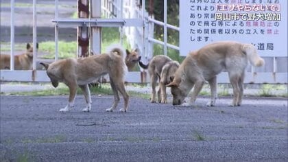 野犬に会ったらエサを与えないで！「増やしている自覚持つべき」殺処分を行わない岡山市で野犬の繁殖を減らす取り組み