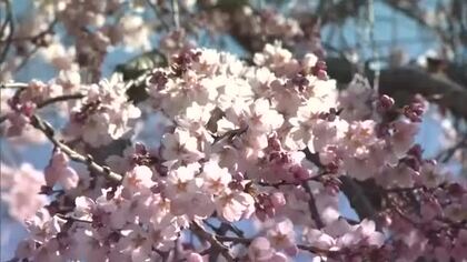 春の陽気に目覚め…推定樹齢１５０年超！津山市城東地区の千光寺境内のシダレザクラが咲き始める【岡山】