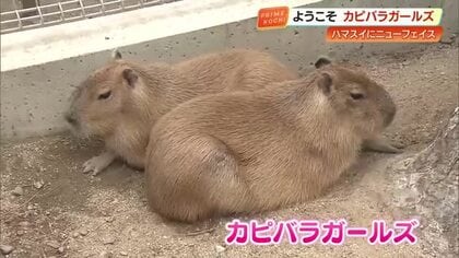 観光客も思わずメロメロに！桂浜水族館に生後半年の“カピバラガールズ”が仲間入り【高知】